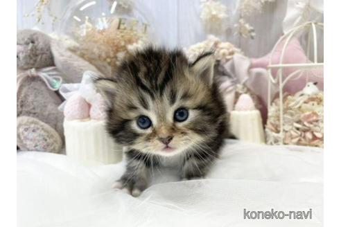 成約済の大阪府のサイベリアン-44876の11枚目